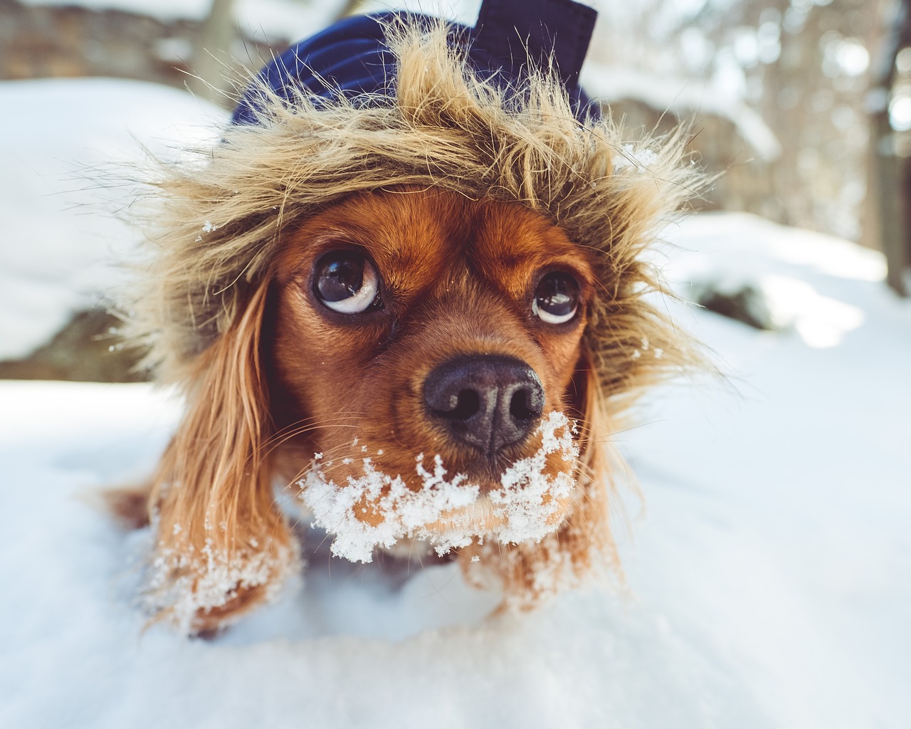 Jak dbać o psa zimą?