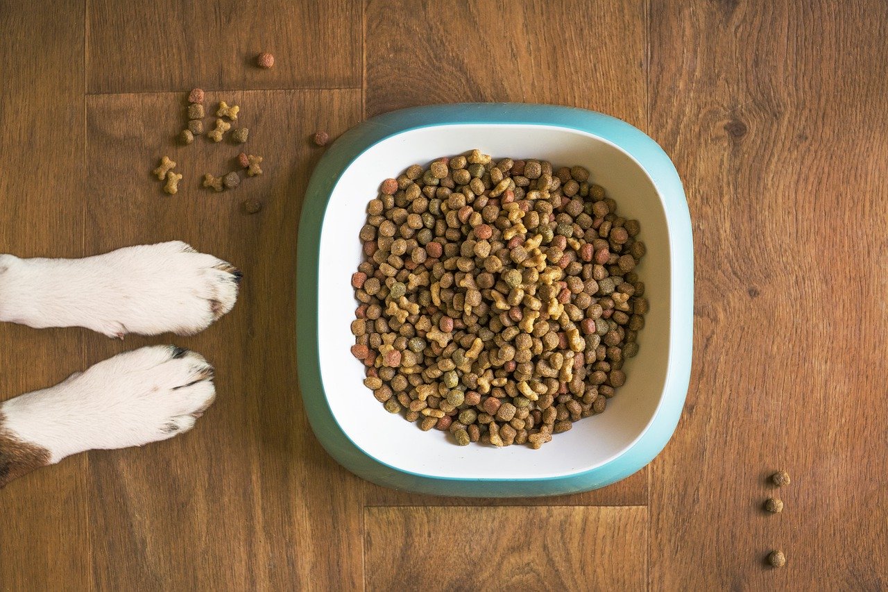 Co ma wpływ na wybór karmy dla psa?