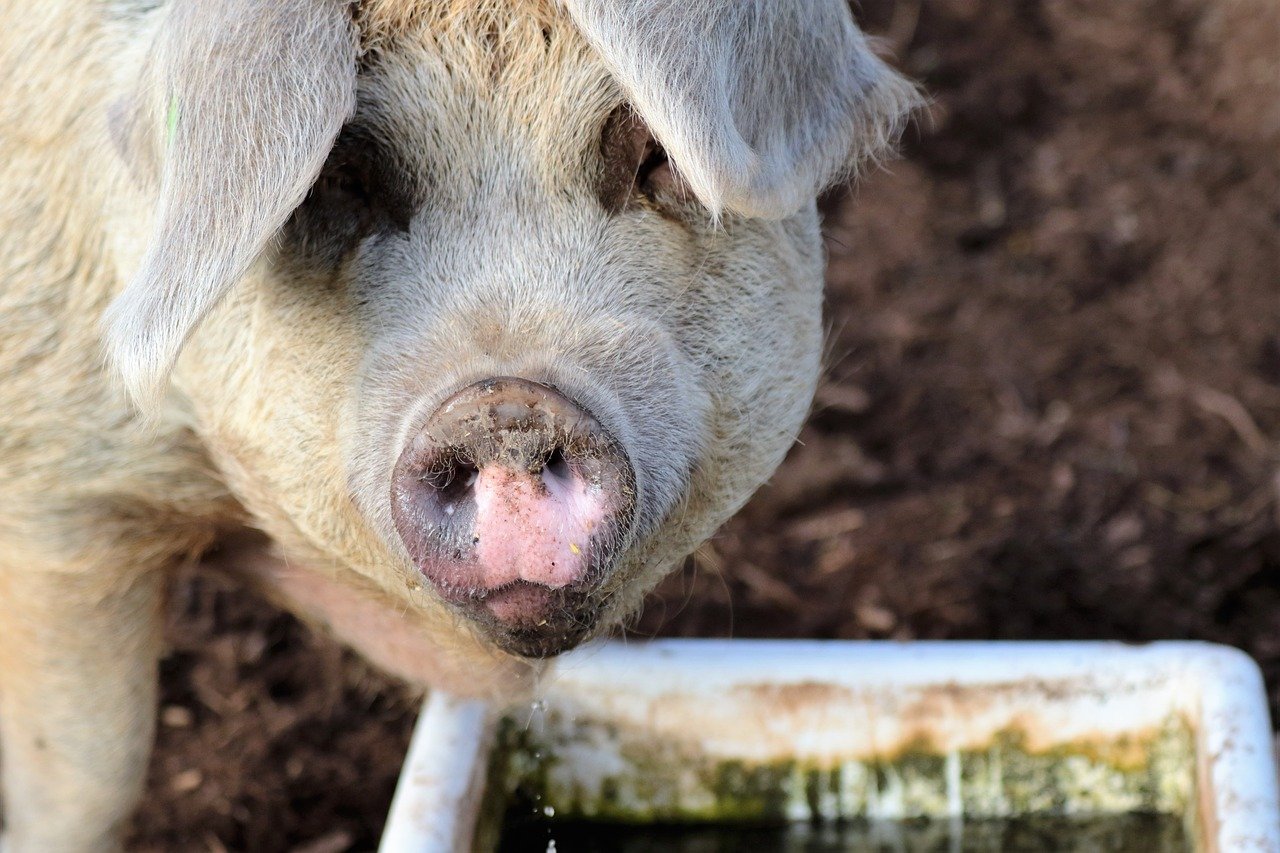 Pasza dla świń – Jakie składniki posiada?