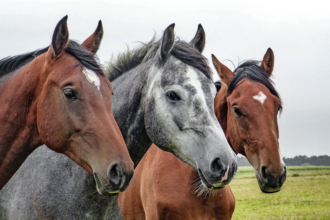 W jaki sposób zadbać o odpowiednią dietę dla koni?