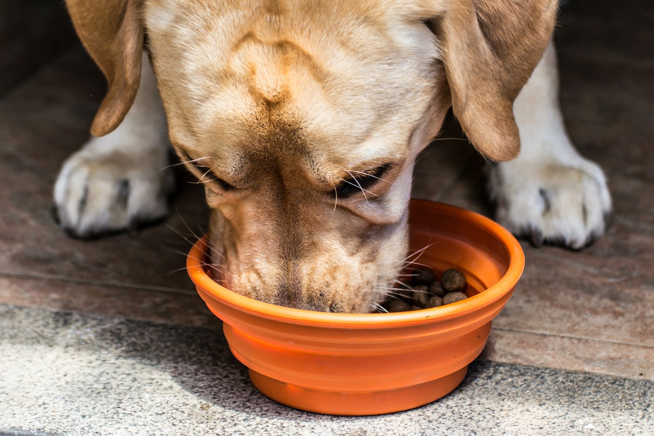 Karmy monobiałkowe dla psa – czym się charakteryzują?